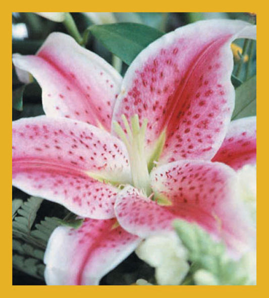 SKU : 00204 - Lily - Magnetic Bookmark