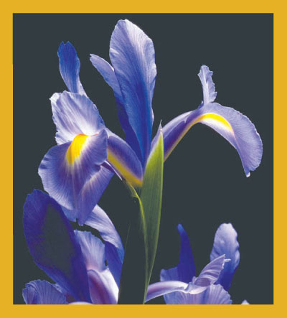 SKU : 00211 - Blue Iris - Magnetic Bookmark