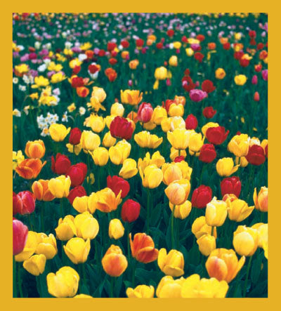 SKU : 00212 - Tulips - Magnetic Bookmark