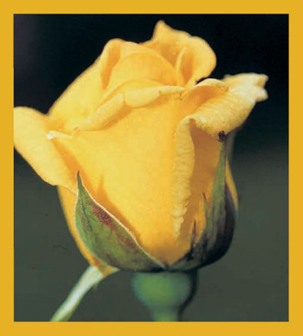 SKU : 00214 - Yellow Rose - Magnetic Bookmark