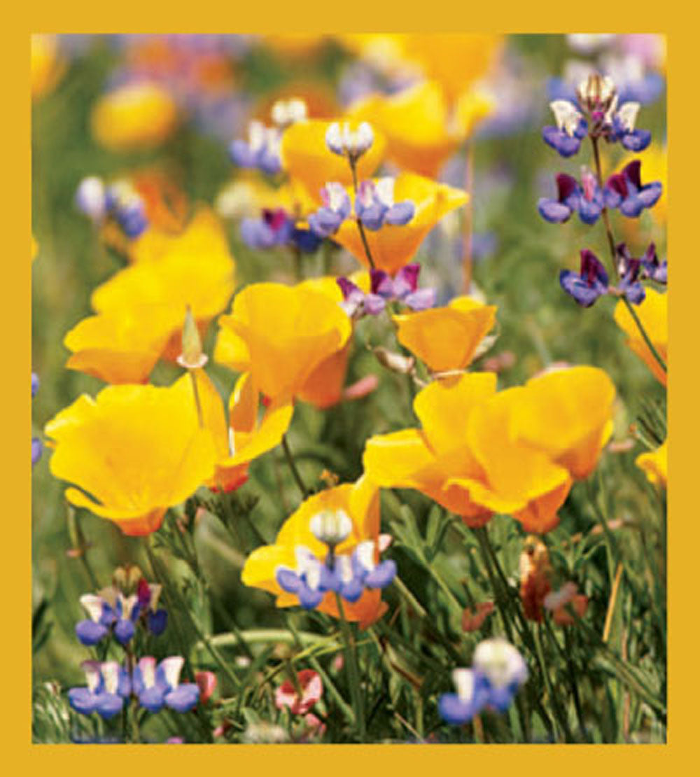 SKU : 00223 - California Poppies - Magnetic Bookmark