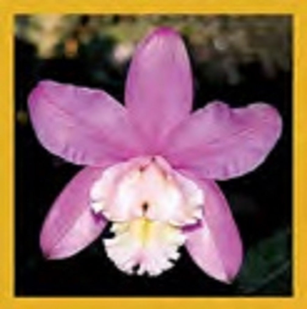 SKU : 00237 - Purple Orchid - Magnetic Bookmark