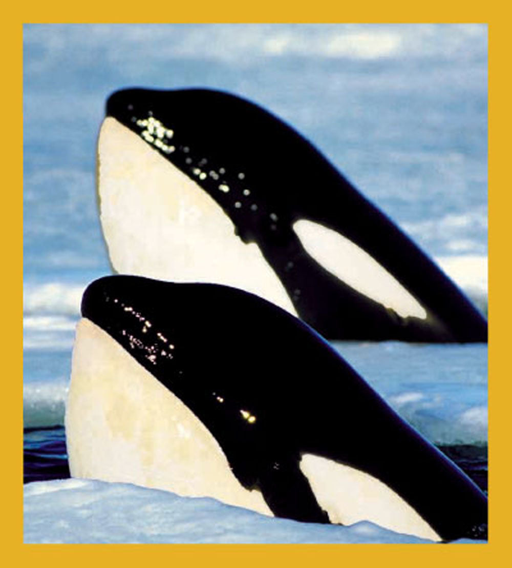 SKU : 00504 - Orcas - Magnetic Bookmark