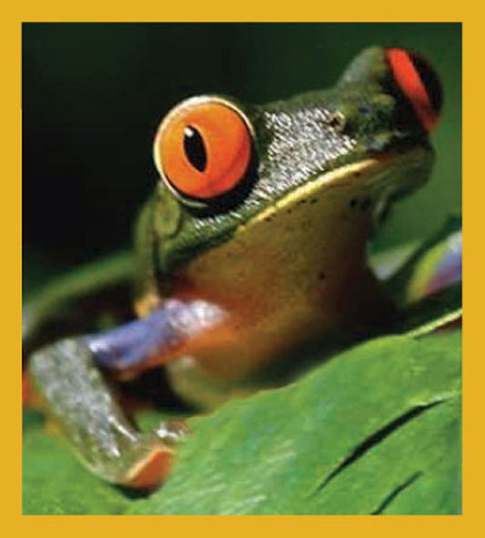 SKU : 00616 - Tree Frog on Leaf   - Magnetic Bookmark
