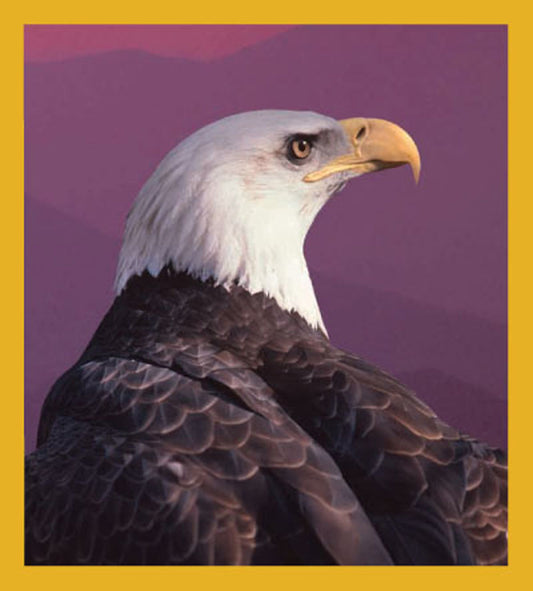 SKU : 00620 - Bald Eagle - Magnetic Bookmark
