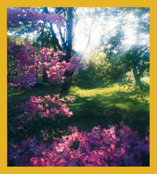 SKU : 00644 - Dogwood in Bloom - Magnetic Bookmark