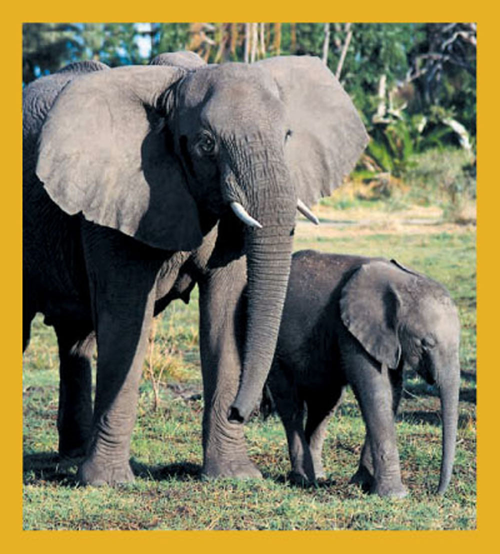 SKU : 00700 - Elephants - Magnetic Bookmark
