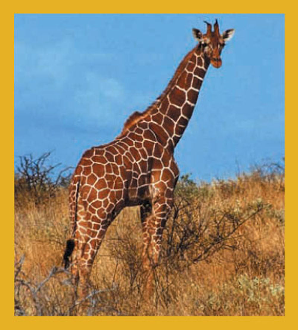 SKU : 00704 - Giraffe - Magnetic Bookmark