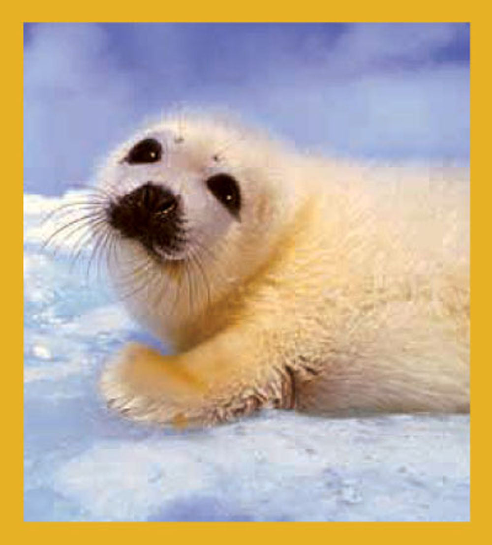 SKU : 00801 - Baby Seal - Magnetic Bookmark