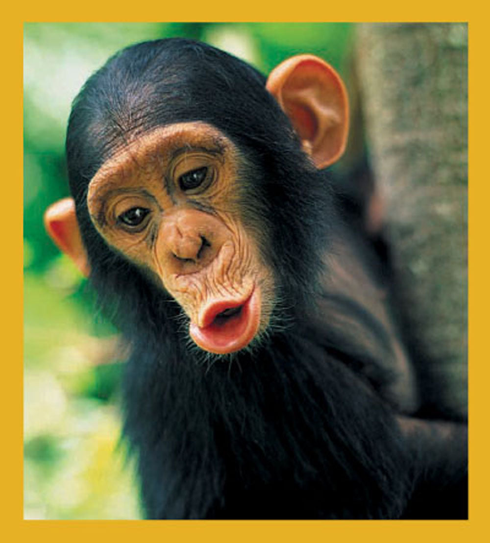 SKU : 00806 - Chimpanzee - Magnetic Bookmark