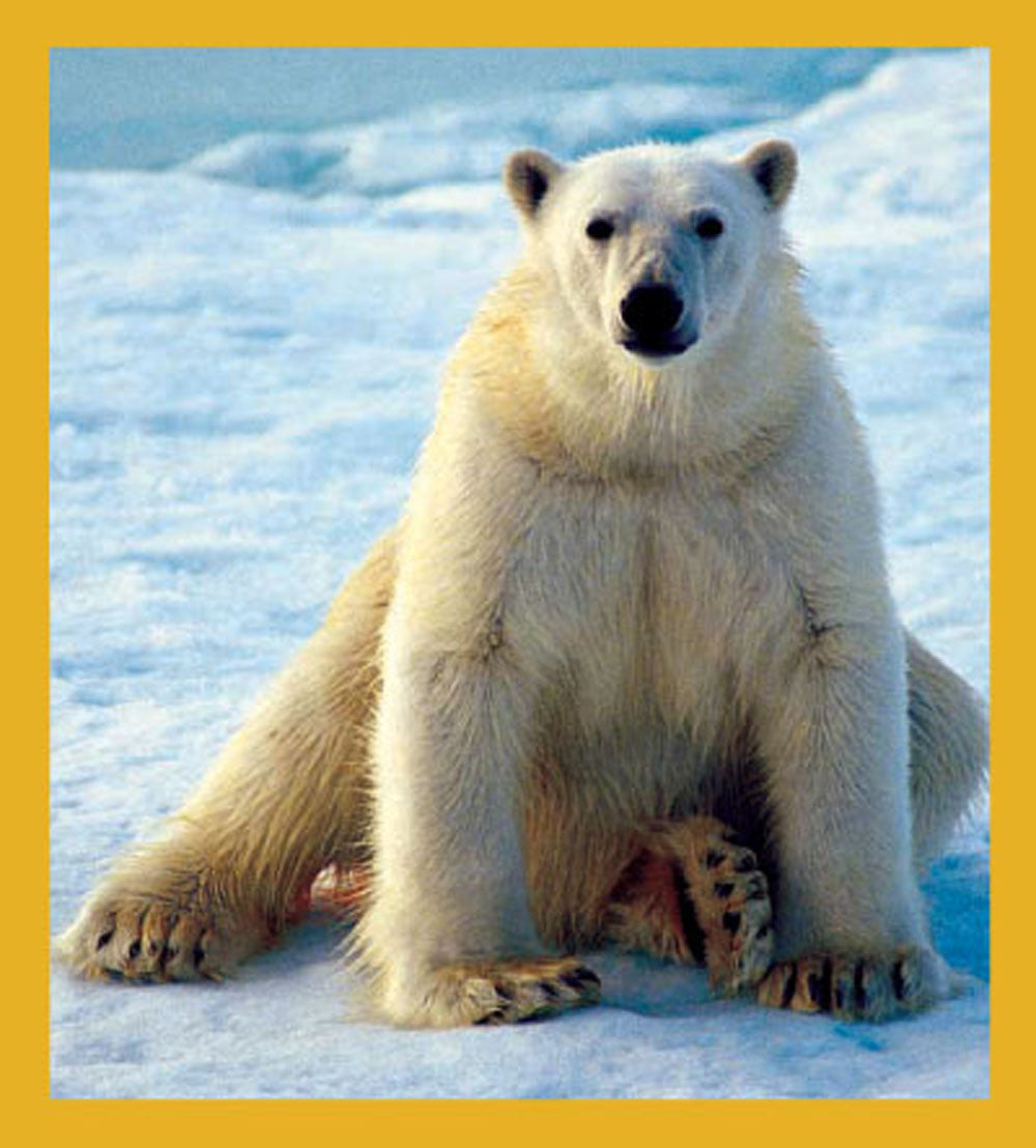 SKU : 00811 - Polar Bear - Magnetic Bookmark
