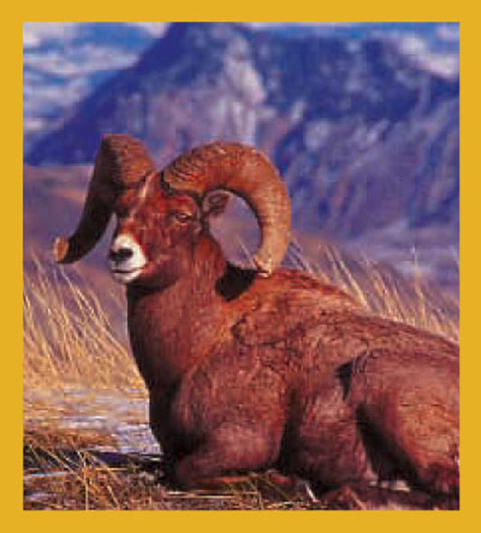 SKU : 00819 - Bighorn Sheep - Magnetic Bookmark