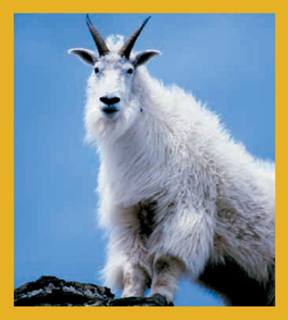 SKU : 01110 - Mountain Goat - Magnetic Bookmark