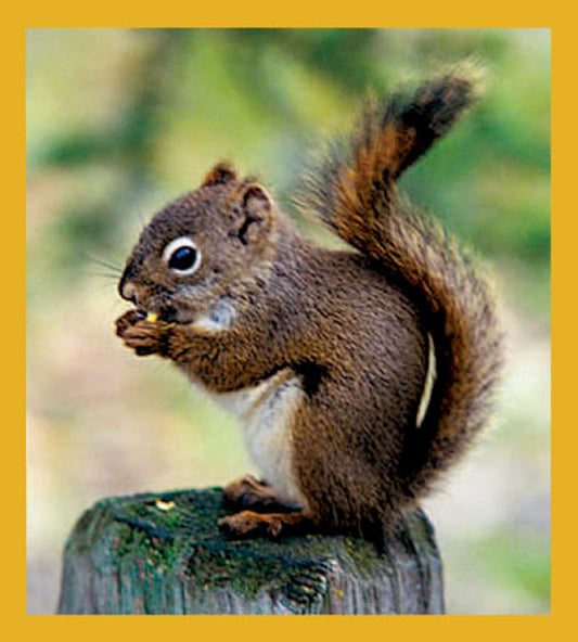 SKU : 01111 - Squirrel - Magnetic Bookmark