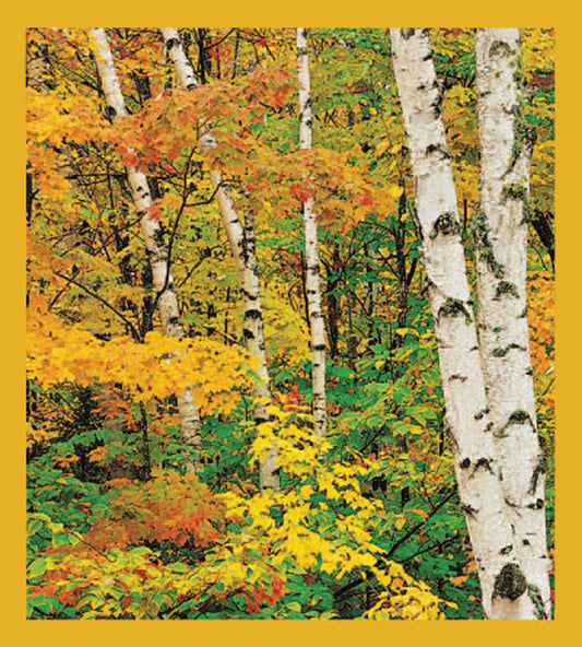 SKU : 01212 - Birch & Maple Trees in the Fall - Magnetic Bookmark