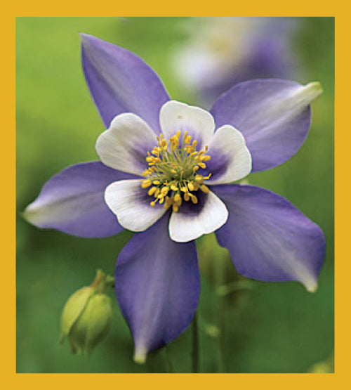 SKU : 01274 - Columbine - Magnetic Bookmark