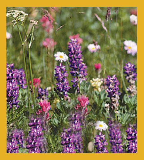 SKU : 01284 - Lupines & Wildflowers - Magnetic Bookmark