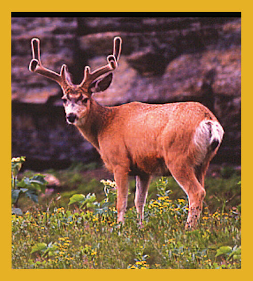 SKU : 01298 - Black-tailed Deer - Magnetic Bookmark
