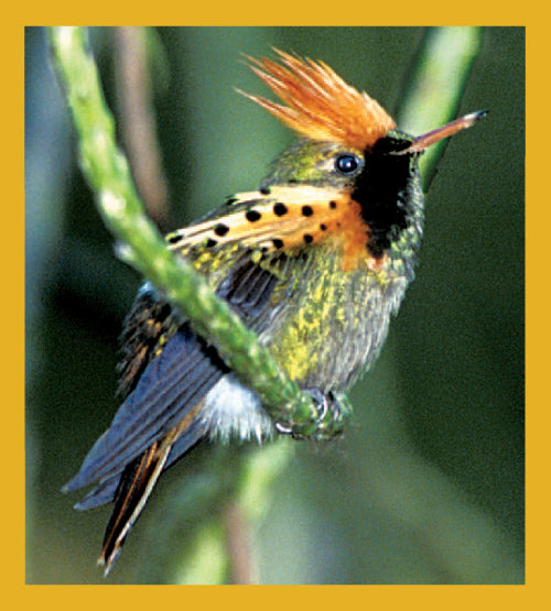 SKU : 01304 - Tufted Coquette Hummingbird - Magnetic Bookmark