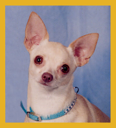 SKU : 01700 - Chihuahua- Peppita - Magnetic Bookmark