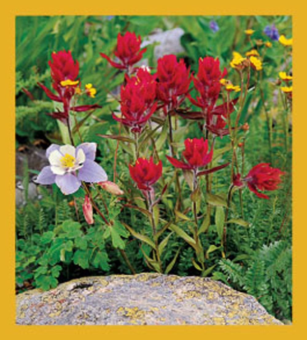 SKU : 02106 - Columbine & Paintbrush Wildflowers - Magnetic Bookmark