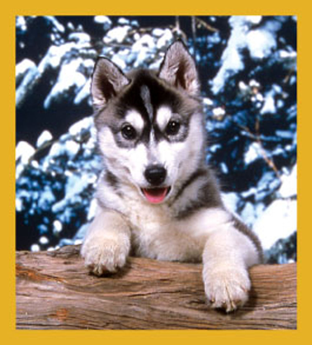 SKU : 06139 - Siberian Husky - Magnetic Bookmark