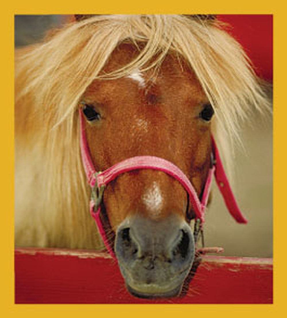 SKU : 06152 - Shaggy Horse  - Magnetic Bookmark