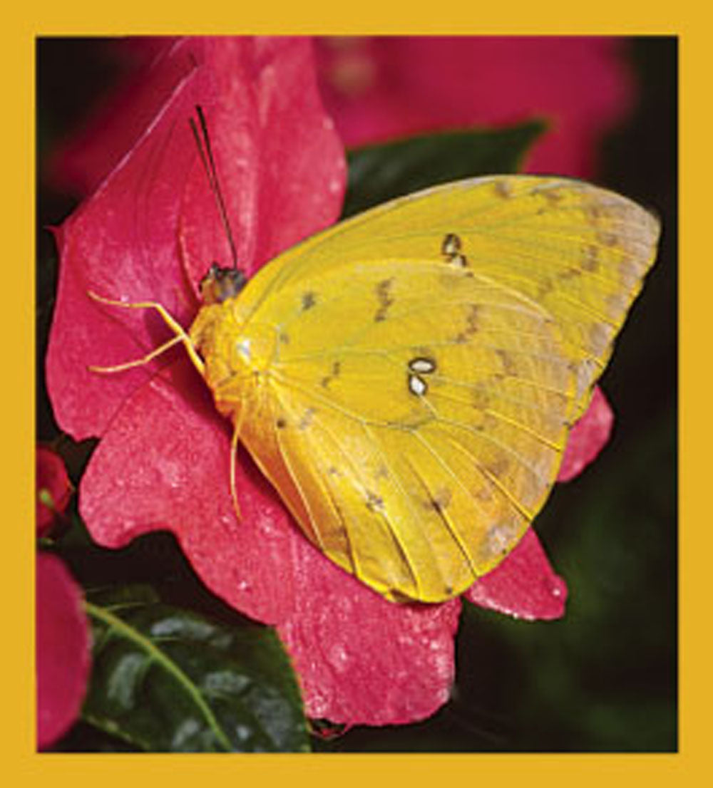 SKU : 06157 - Orange-Barred Sulphur Butterfly - Magnetic Bookmark