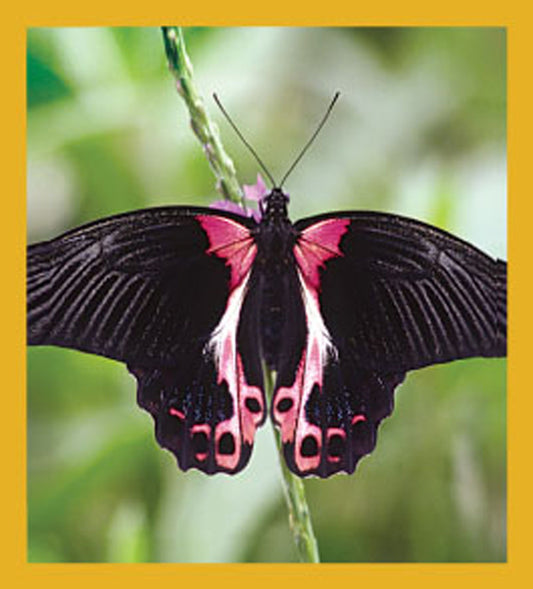 SKU : 06159 - Scarlet Mormon Butterfly - Magnetic Bookmark