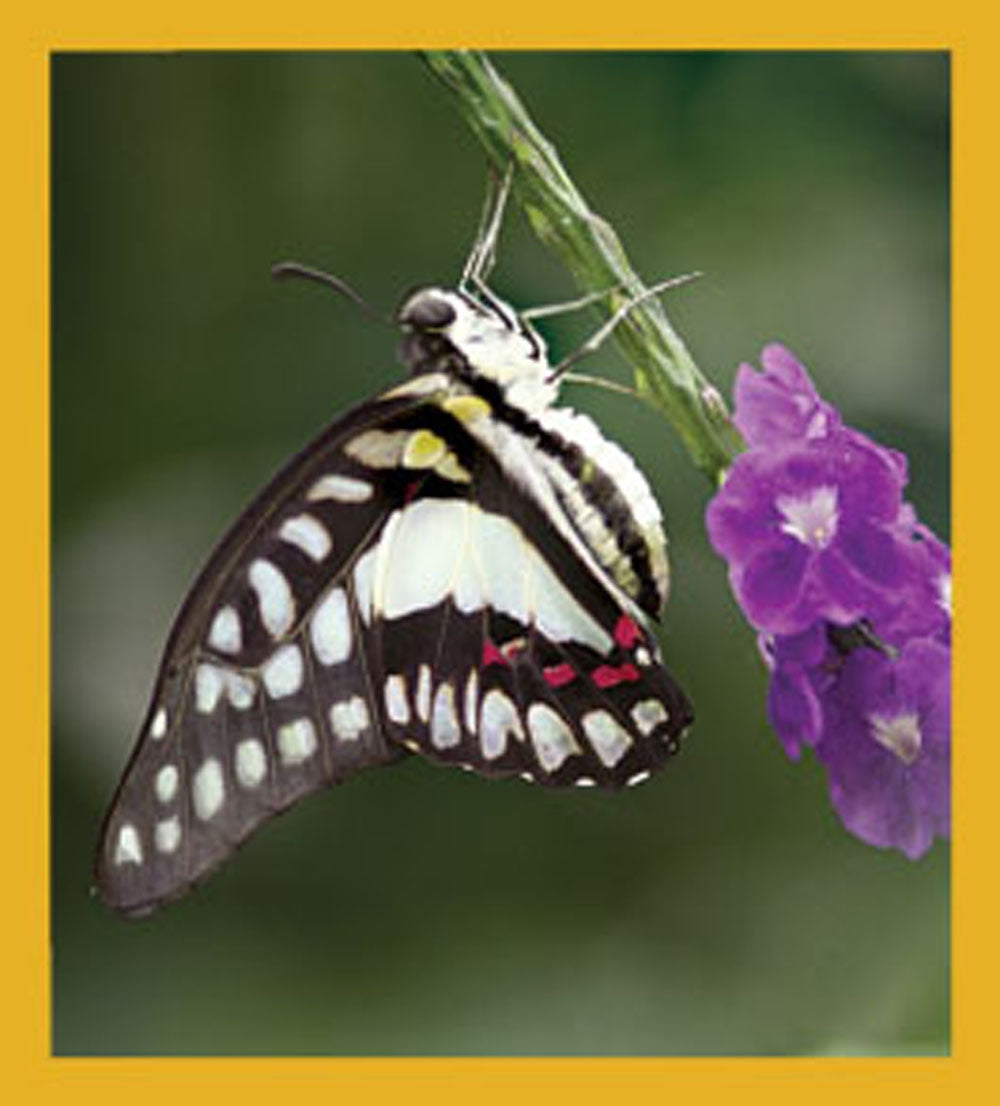 SKU : 06160 - Dosen Swallowtail Butterfly - Magnetic Bookmark