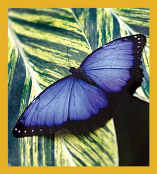 SKU : 06161 - Common Morpho Butterfly - Magnetic Bookmark