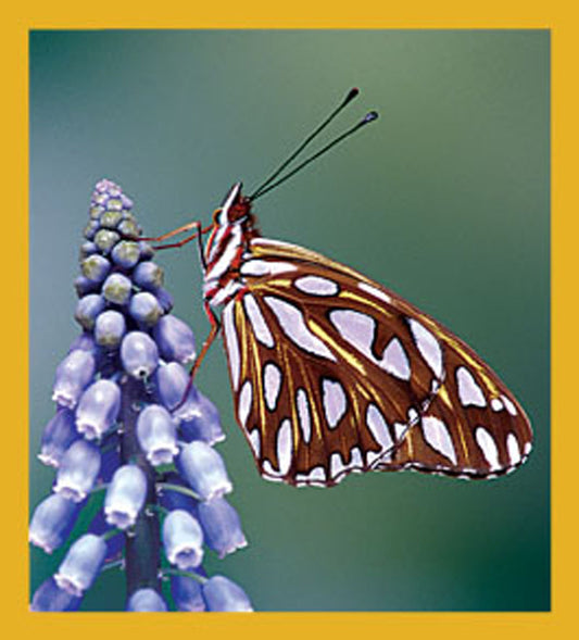 SKU : 06162 - Gulf Fritillary Butterfly - Magnetic Bookmark