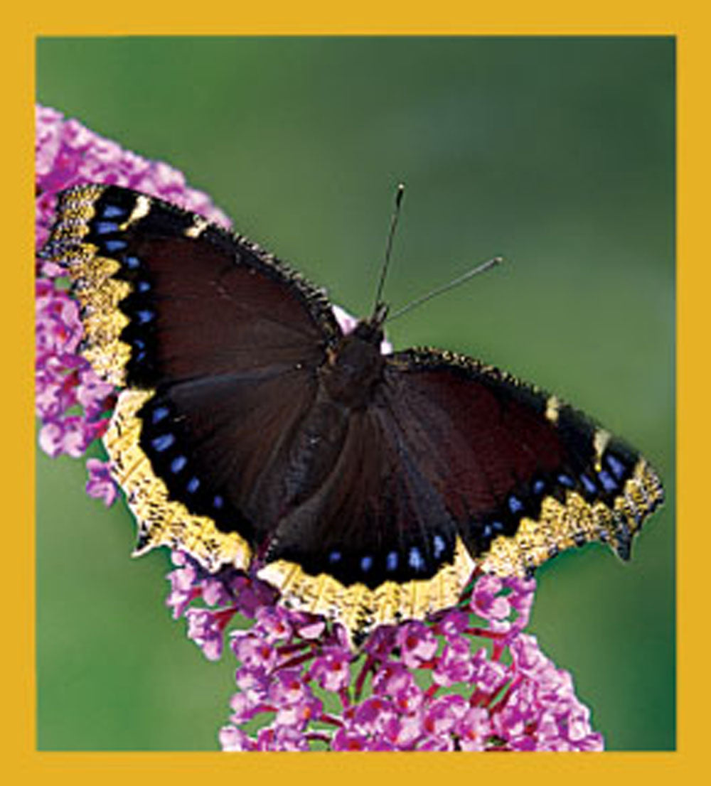 SKU : 06163 - Mourning Cloak Butterfly - Magnetic Bookmark