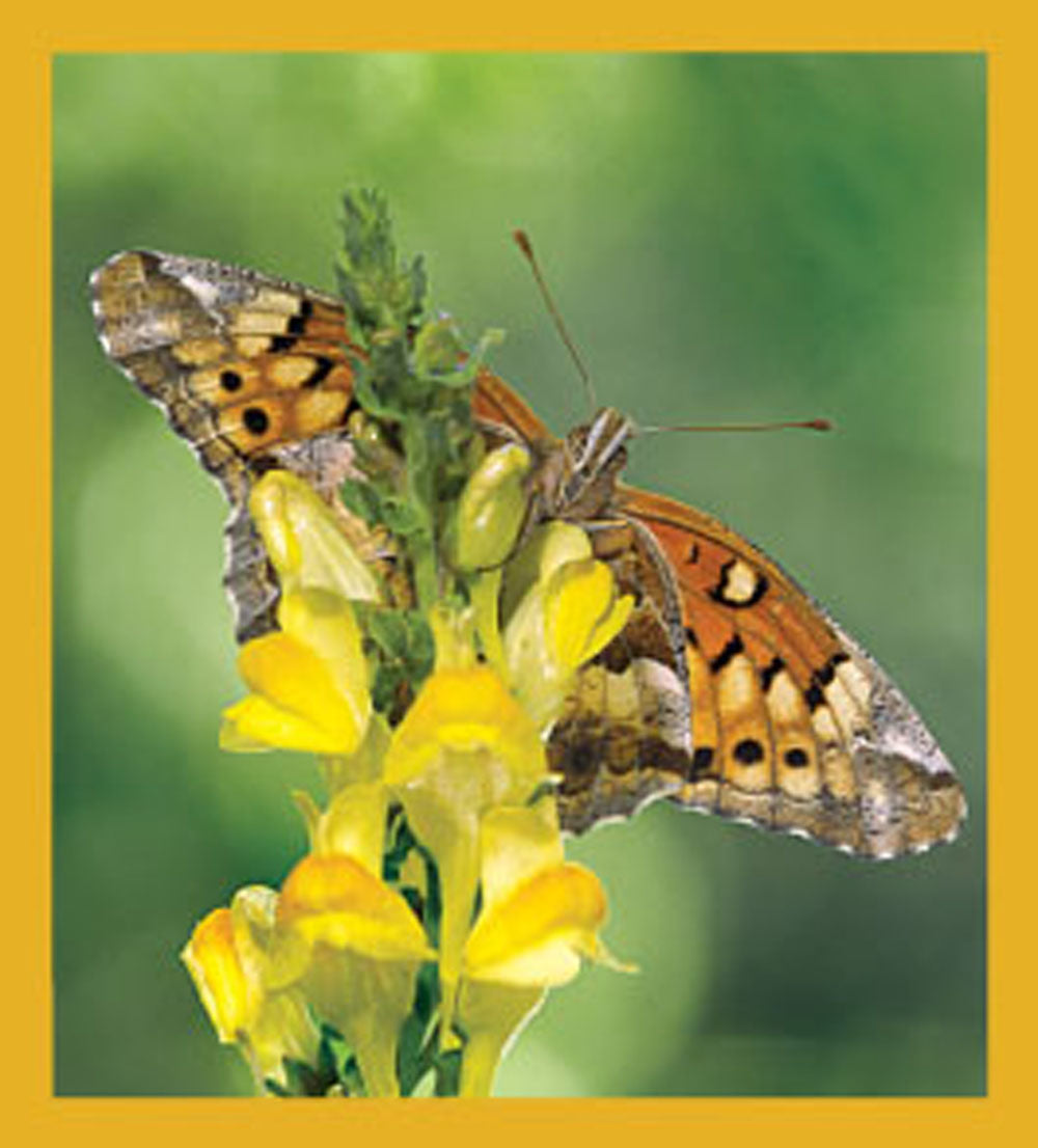 SKU : 06165 - Variegated Fritillary Butterfly - Magnetic Bookmark