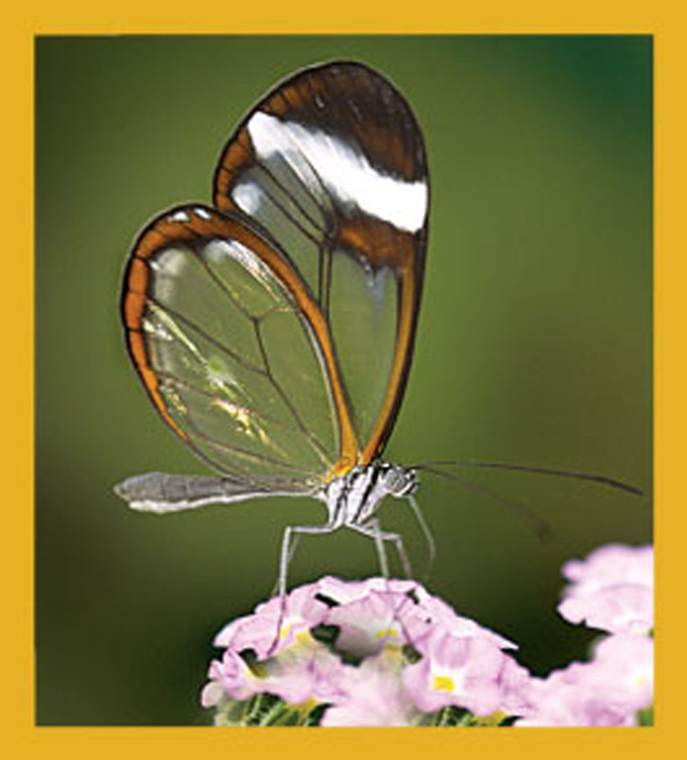 SKU : 06168 - Clearwing Butterfly - Magnetic Bookmark