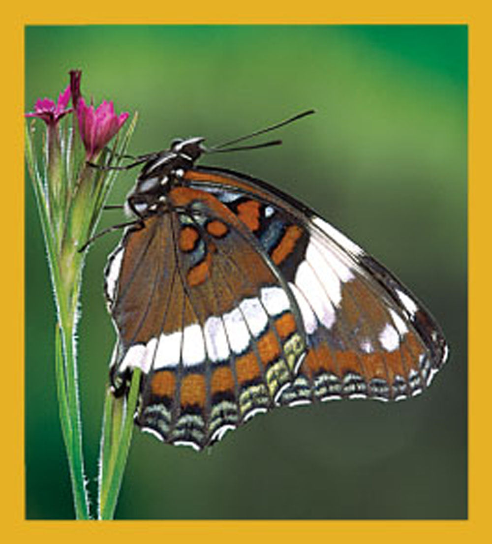 SKU : 06172 - White Admiral Butterfly - Magnetic Bookmark