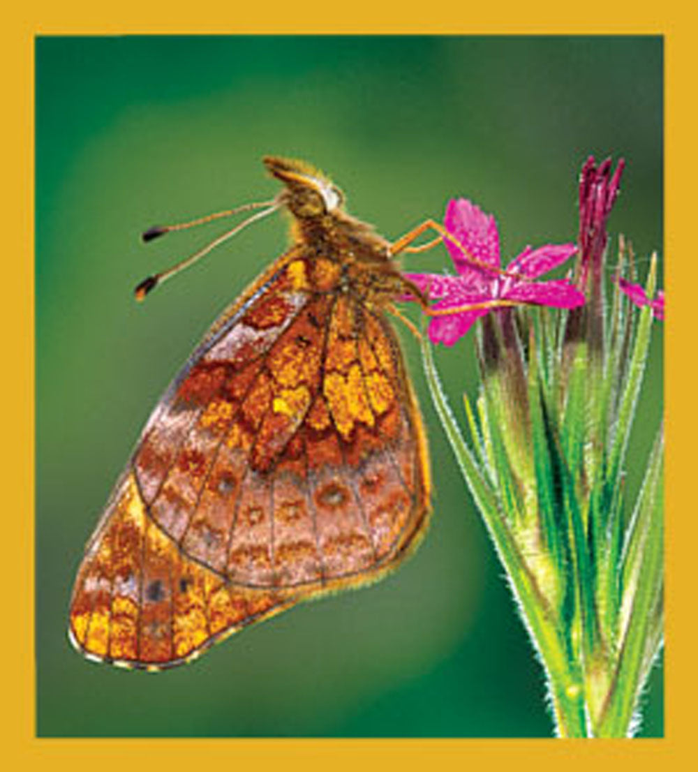 SKU : 06173 - Meadow Fritillary Butterfly - Magnetic Bookmark