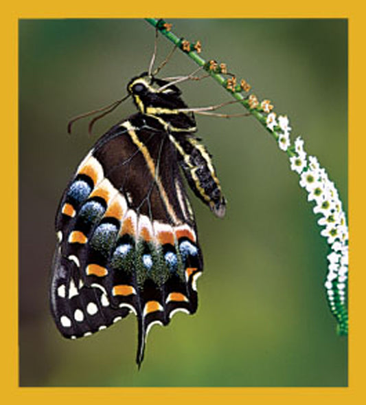 SKU : 06175 - Palamedes Swallowtail Butterfly - Magnetic Bookmark