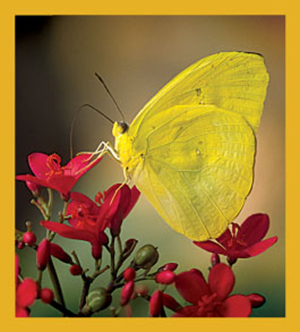 SKU : 06176 - Cloudless Sulphur Butterfly - Magnetic Bookmark