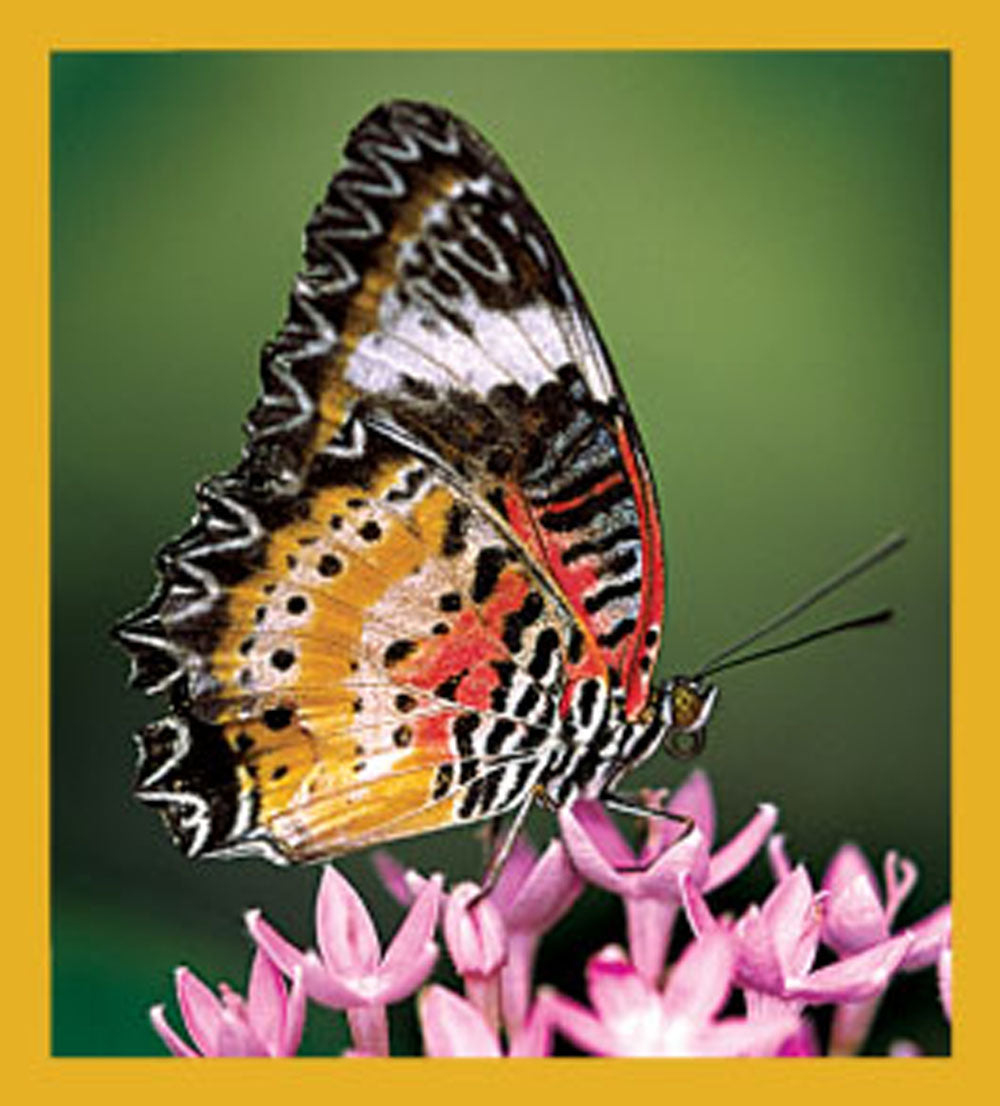 SKU : 06179 - Malay Lacewing Butterfly - Magnetic Bookmark