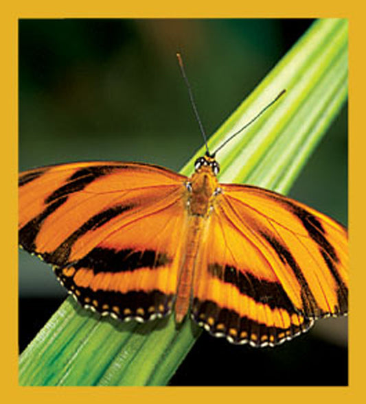 SKU : 06180 - Banded Orange Butterfly - Magnetic Bookmark