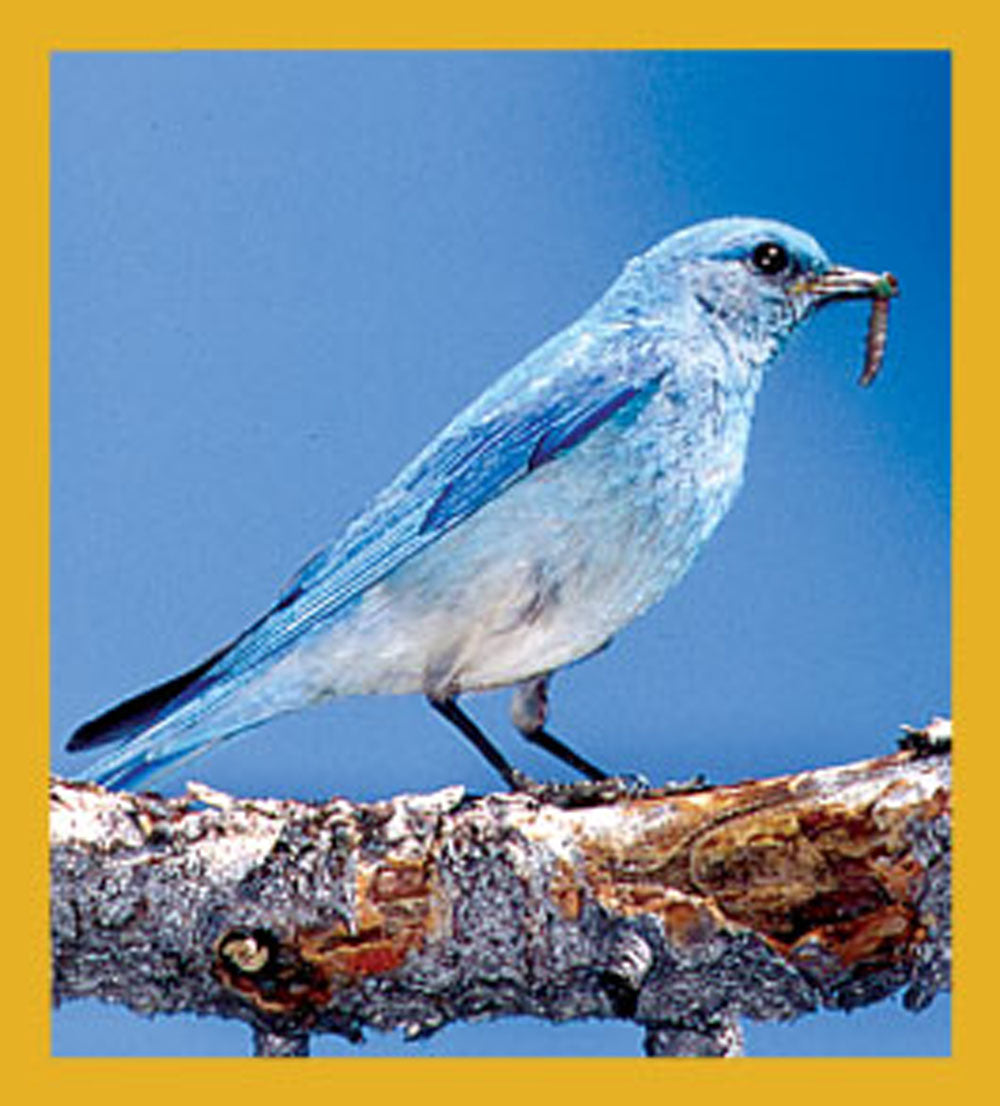 SKU : 06199 - Mountain Bluebird - Magnetic Bookmark