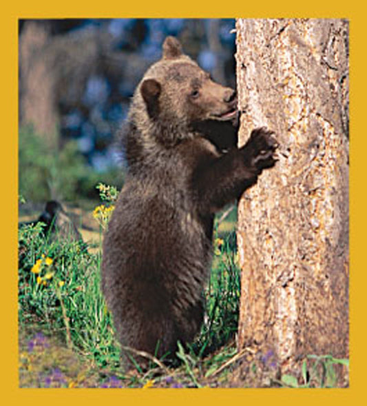 SKU : 06237 - Grizzly Cub - Magnetic Bookmark