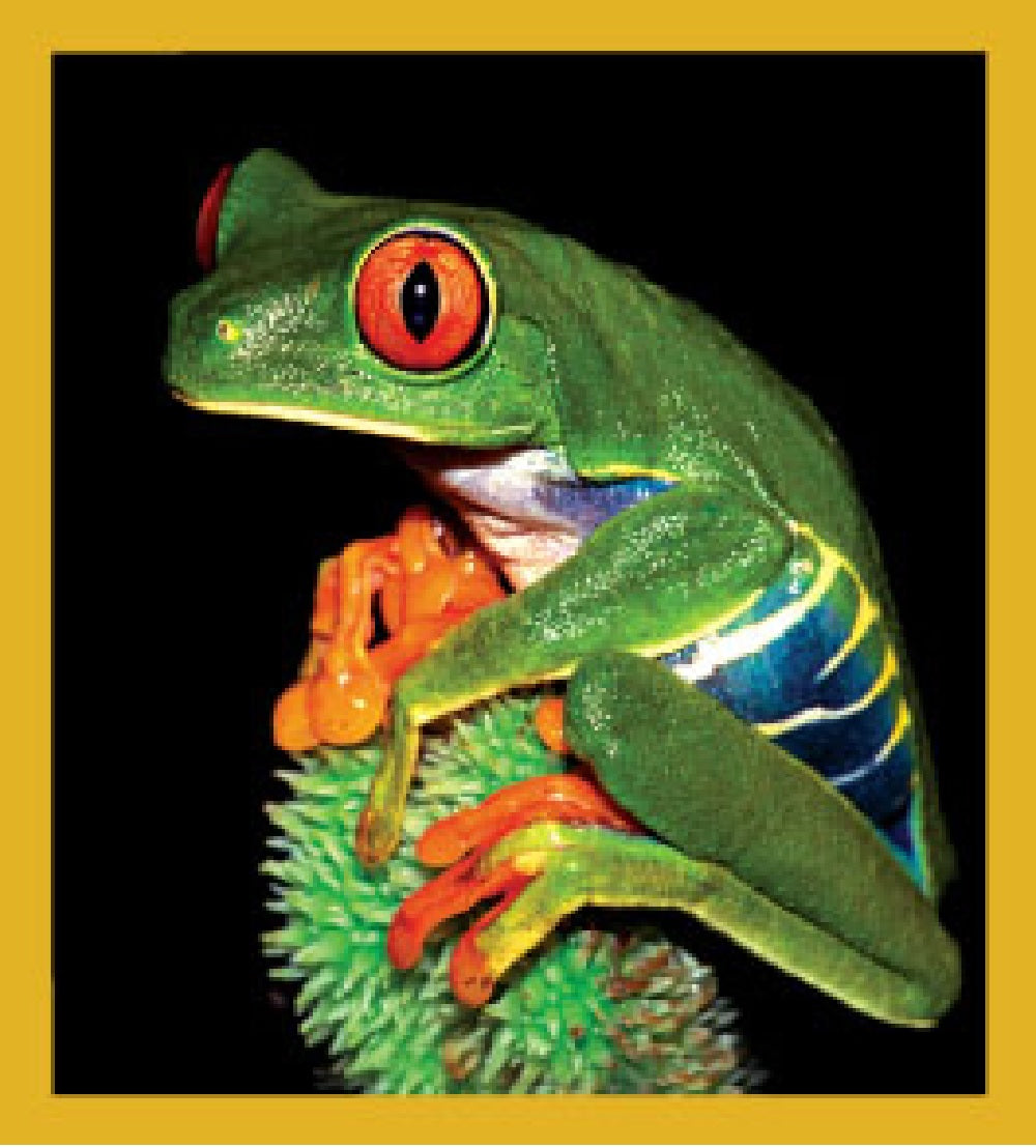 SKU : 06269 - Red-Eyed Tree Frog - Magnetic Bookmark