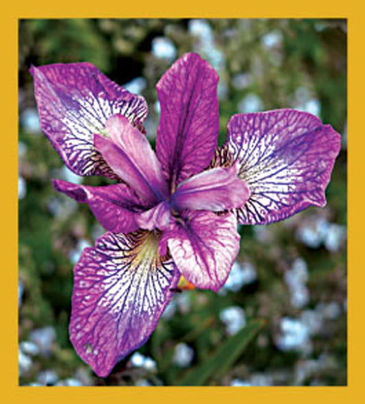 SKU : 06314 - Purple Iris - Magnetic Bookmark