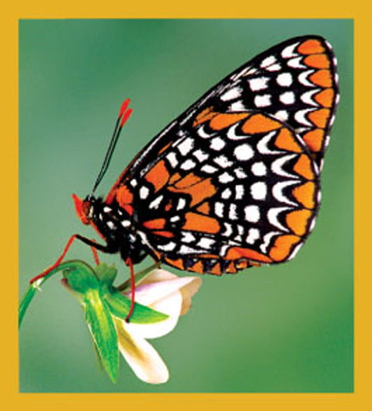 SKU : 06358 - Baltimore Checkerspot - Magnetic Bookmark