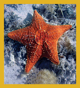 SKU : 06370 - Cushion Starfish - Magnetic Bookmark