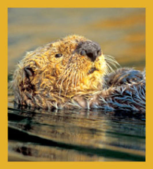 SKU : 06424 - Sea Otter - Magnetic Bookmark