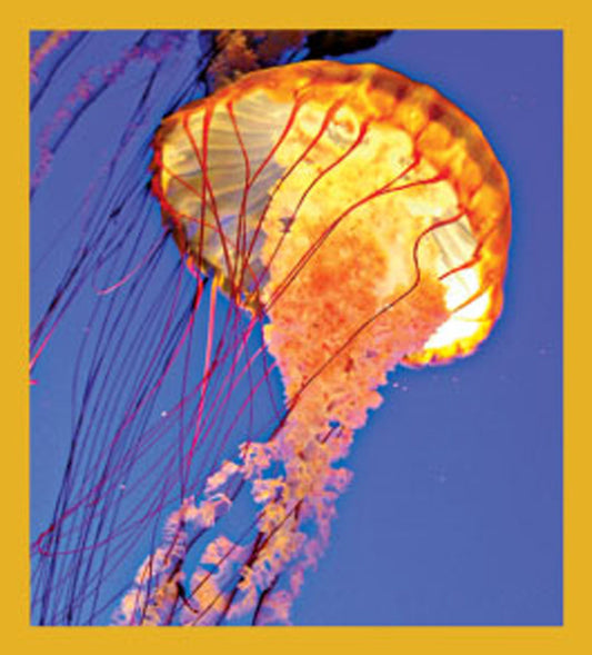SKU : 06437 - Jellyfish - Magnetic Bookmark
