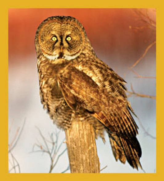 SKU : 06488 - Great Grey Owl - Magnetic Bookmark
